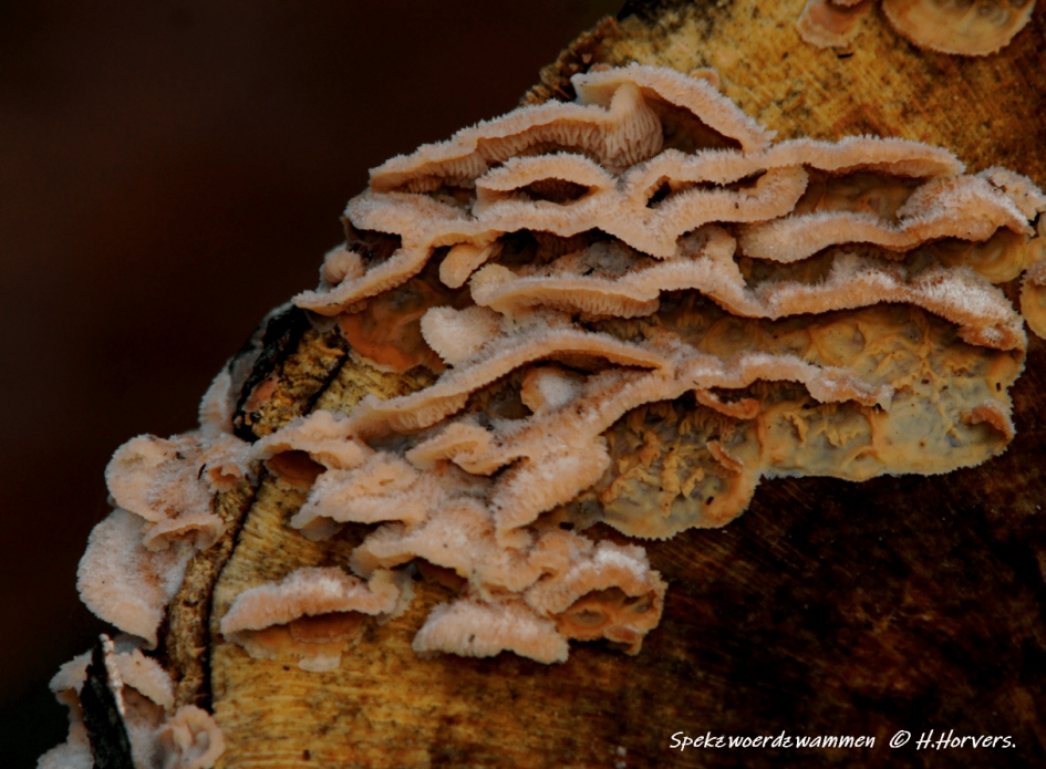 Spekzwoerdzwammen - Schimmels - Spekzwoerdzwammen