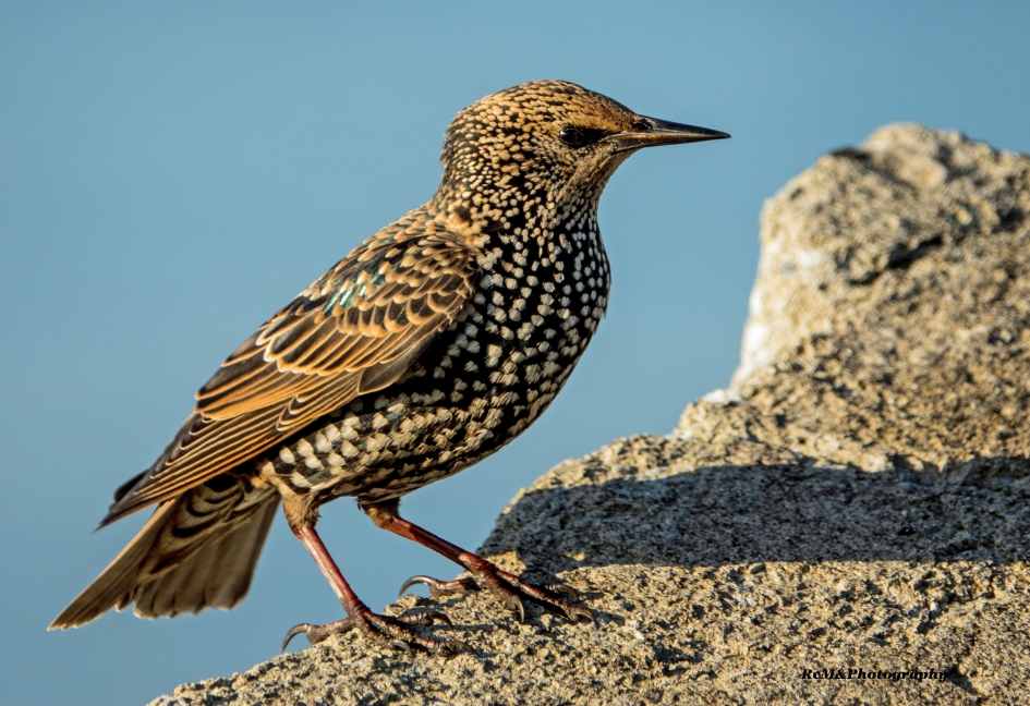 Spreeuw. - Vogels - Spreeuw.