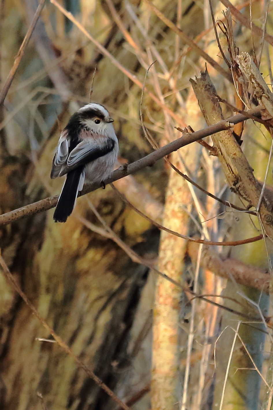 staartmees - Vogels - staartmees