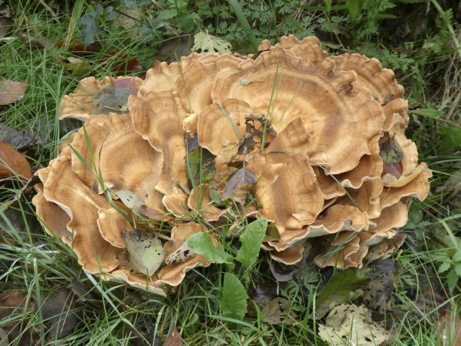 Staat te pronken in het gras. - Schimmels - 
