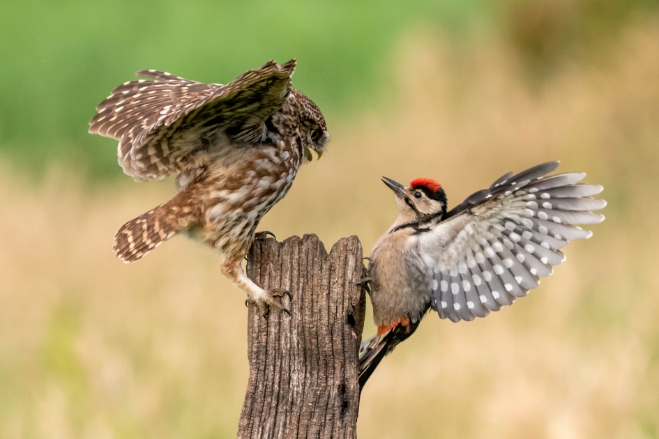 Steenuil en bonte specht - Vogels - Steenuil/bonte specht