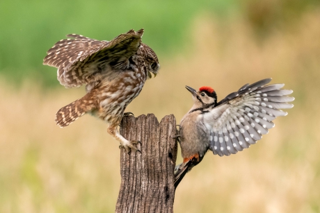 Steenuil en bonte specht