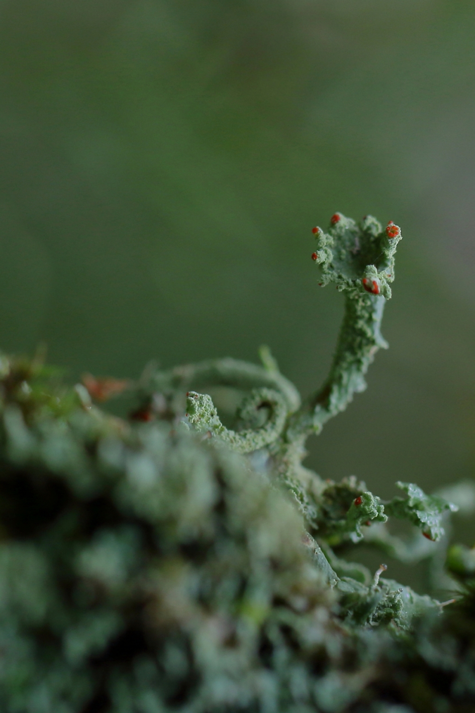 sterheidestaartje - Planten - 