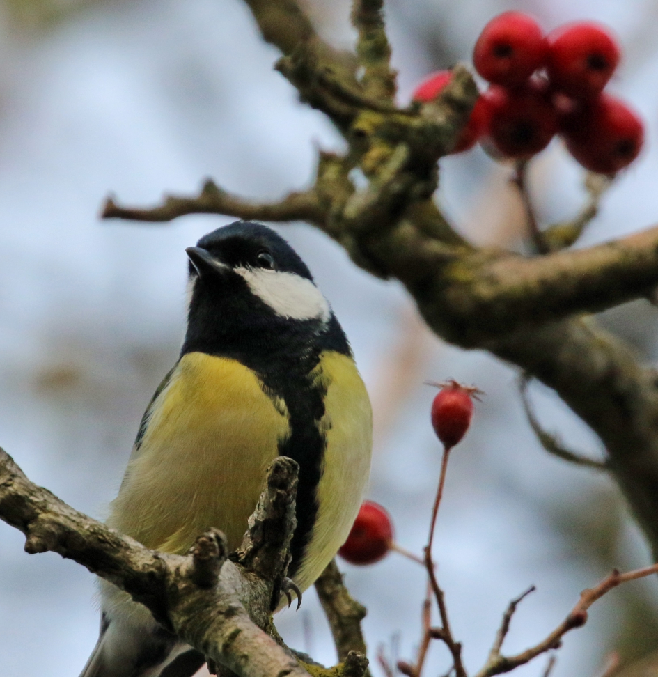The boss - Vogels - koolmees