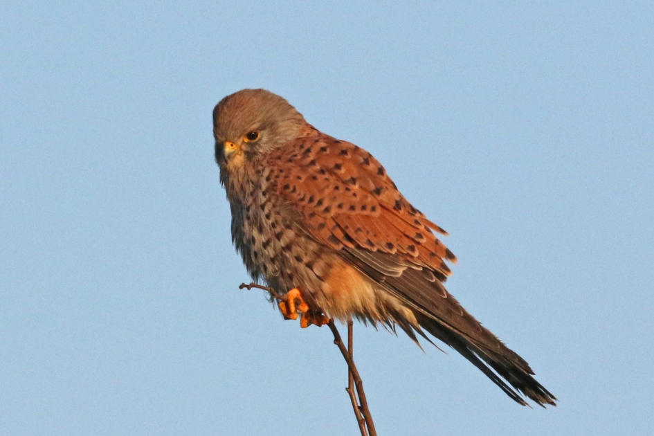 Torenvalk mannetje - Vogels - 