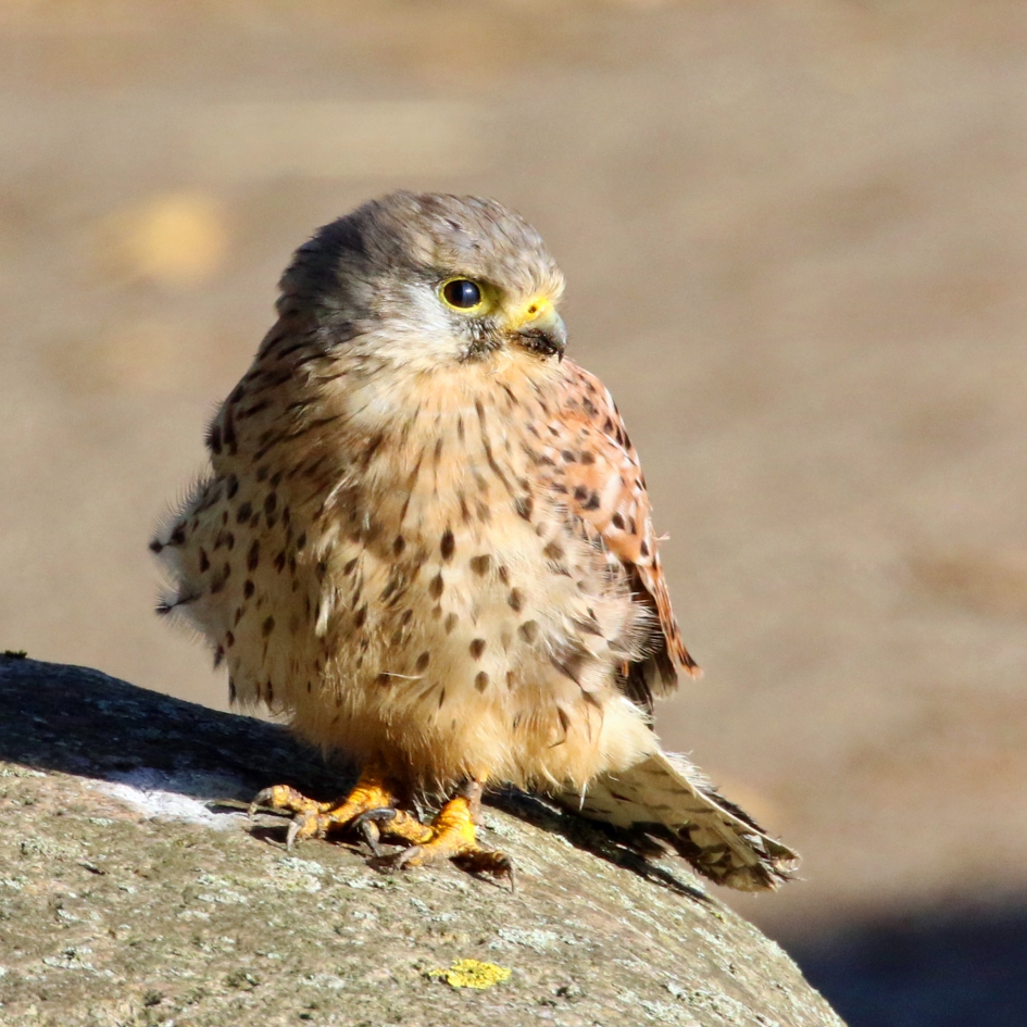 Torenvalkje - Vogels - 