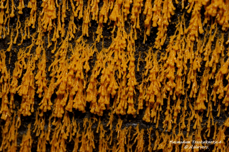 Troskalknetje.4. - Schimmels - Troskalknetje.