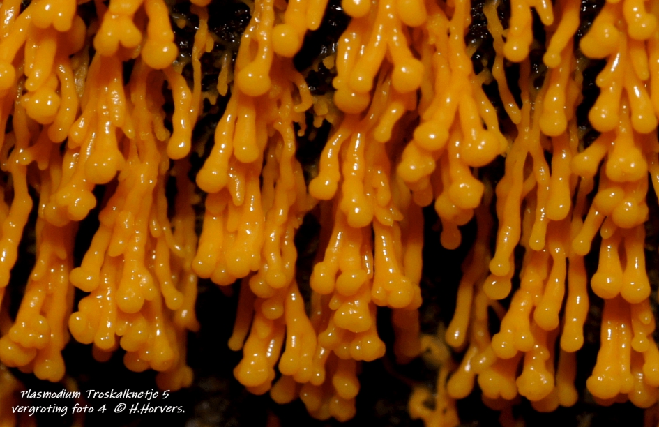 Troskalknetje.5 - vergroting foto 4 - Schimmels - Troskalknetje.