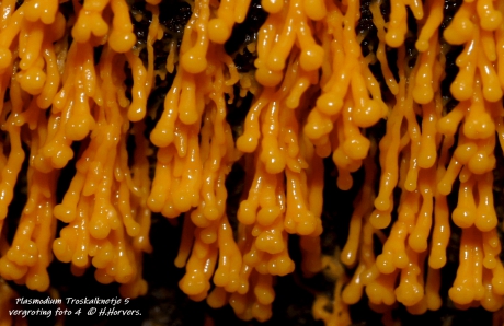 Troskalknetje.5 - vergroting foto 4