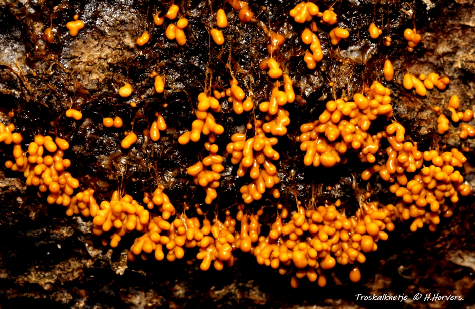 Troskalknetje - Schimmels - Troskalknetje