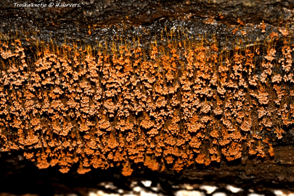 Troskalknetje. - Schimmels - Troskalknetje.