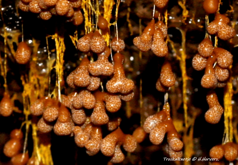 Troskalknetje. - Schimmels - Troskalknetje.