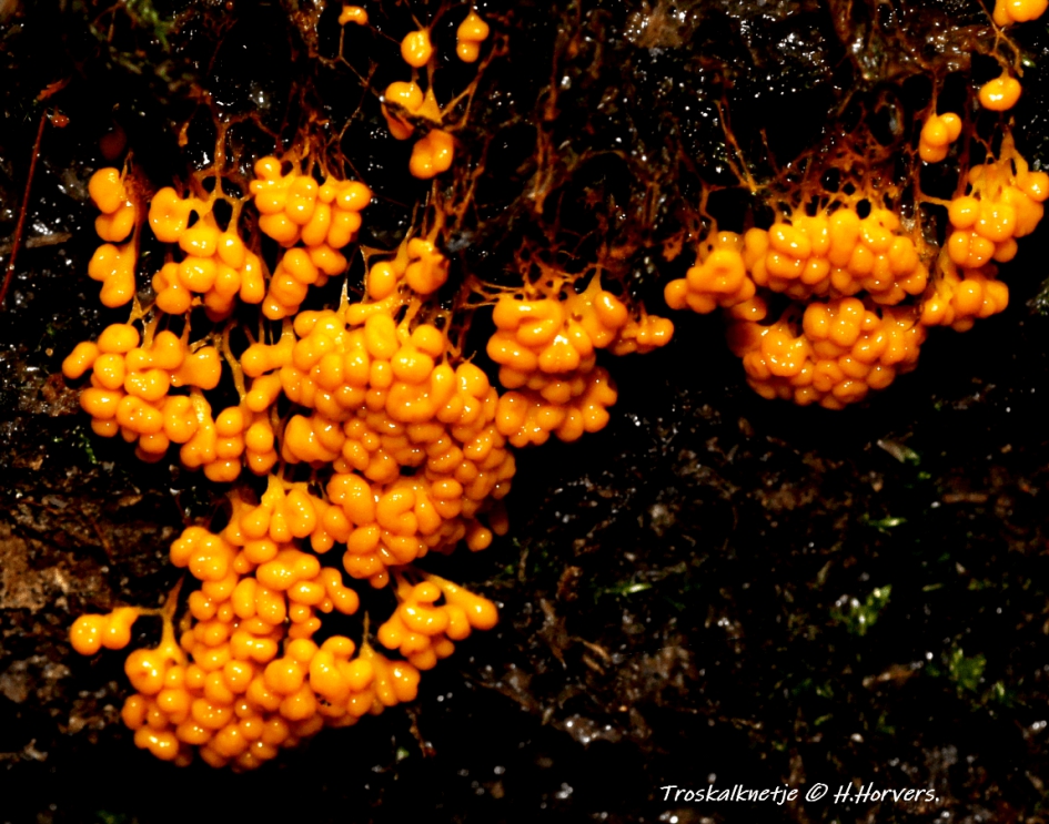 Troskalknetje. - Schimmels - Troskalknetje.