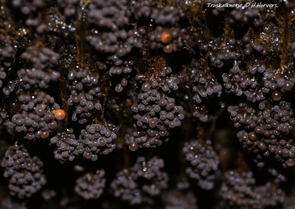 Troskalknetje - Schimmels - Troskalknetje