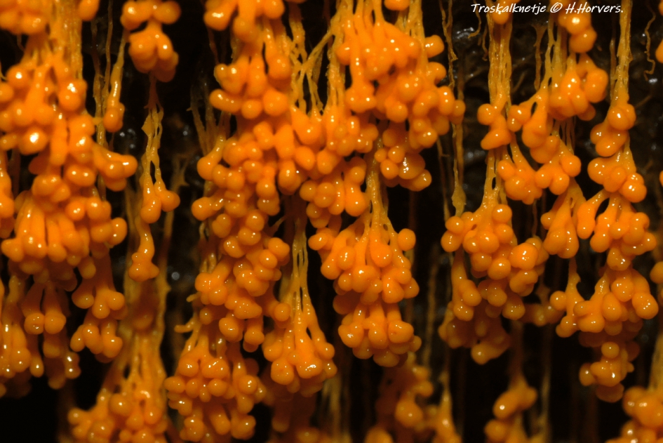 Troskalknetje - Schimmels - Troskalknetje