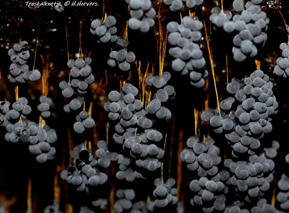 Troskalknetje - Schimmels - Troskalknetje