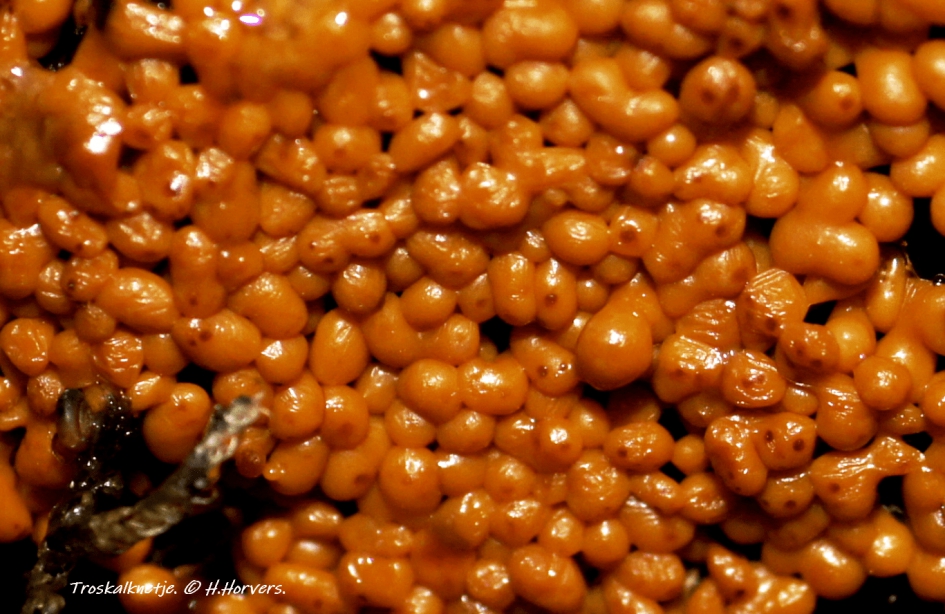 Troskalknetje - Schimmels - Troskalknetje