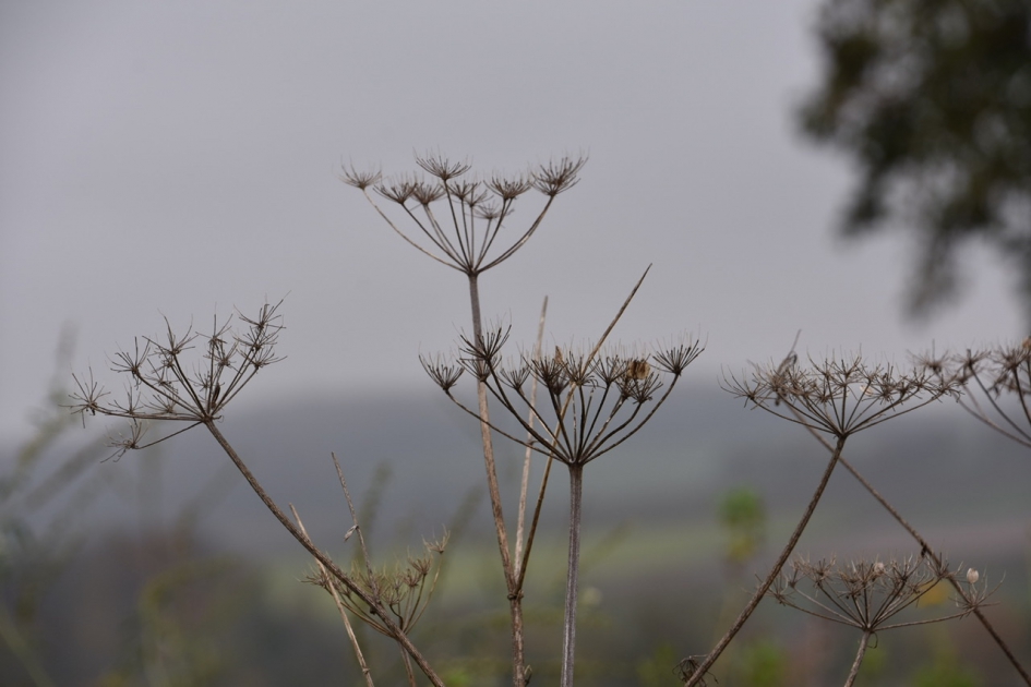 Uitgebloeid - Planten - 