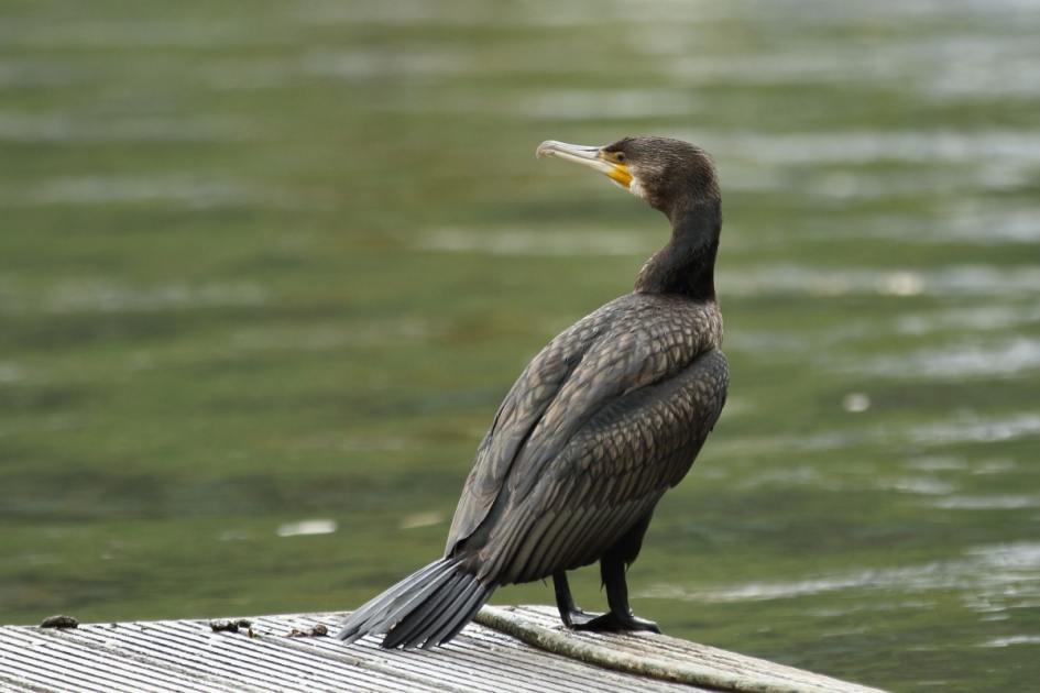 uitkijkpost - Vogels - aalscholver