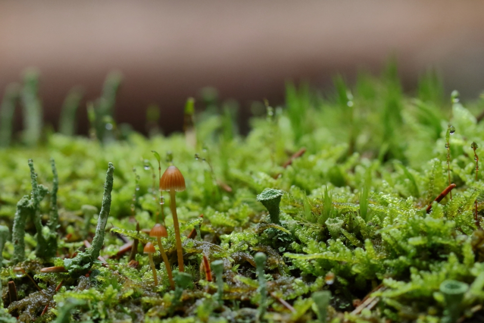 van alles wat - Schimmels - 