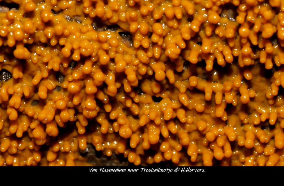 Van Plasmodium naar Troskalknetje. - Schimmels - Troskalknetje