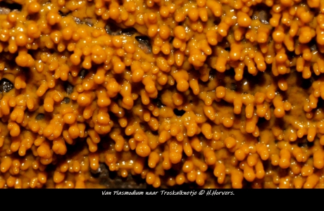 Van Plasmodium naar Troskalknetje.