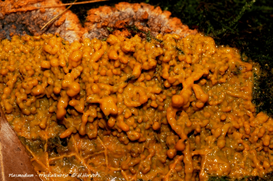 Van Plasmodium naar Troskalknetje. - Schimmels - Troskalknetje.