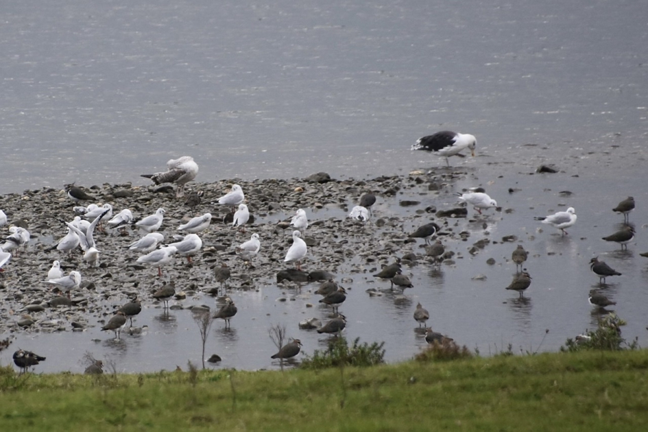 Veel drukte langs het water - Vogels - 