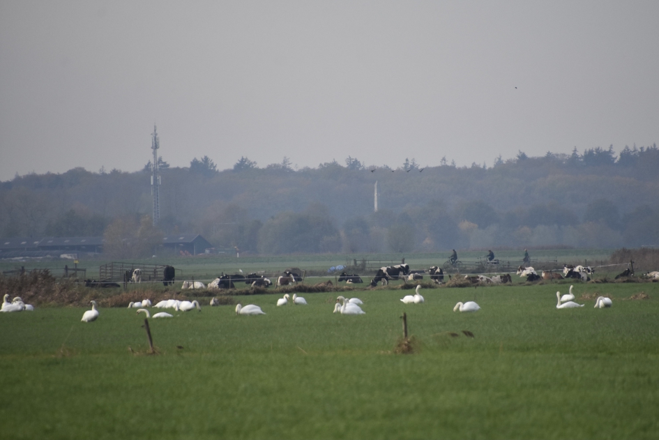 Veel zwanen - Vogels - 