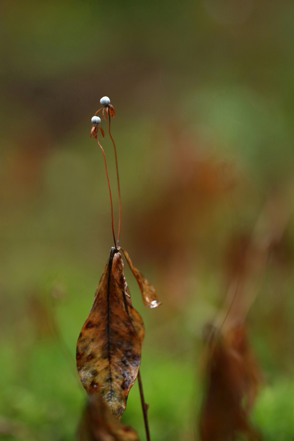 vergane glorie - Planten - onbekend