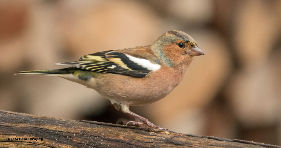 Vink. - Vogels - Vink.