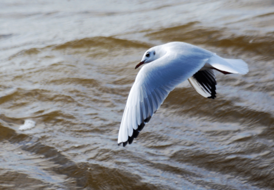 Visdiefje - Vogels - Visdiefje