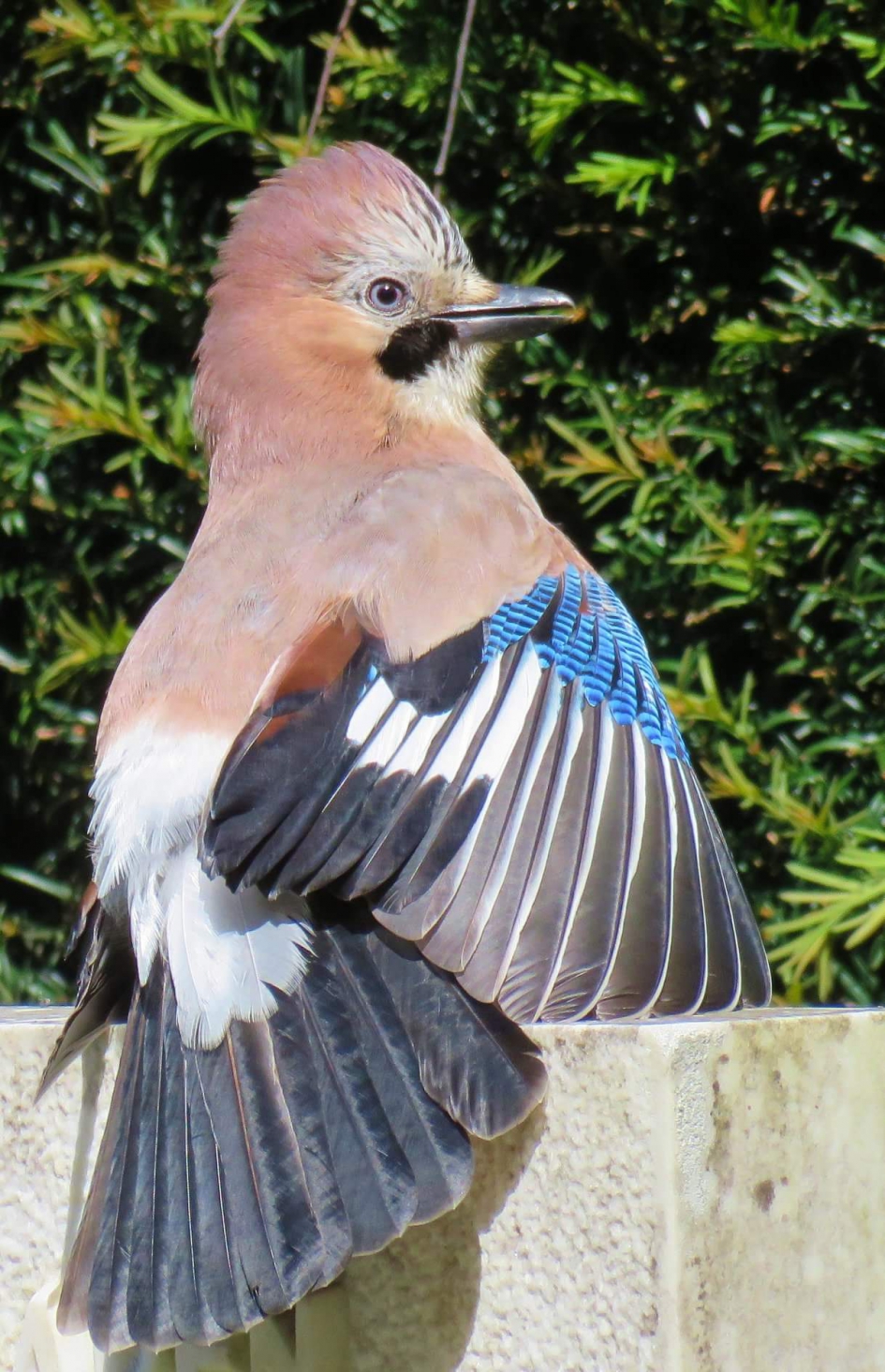 Vlaamsegaai - Vogels - vlaamsegaai!