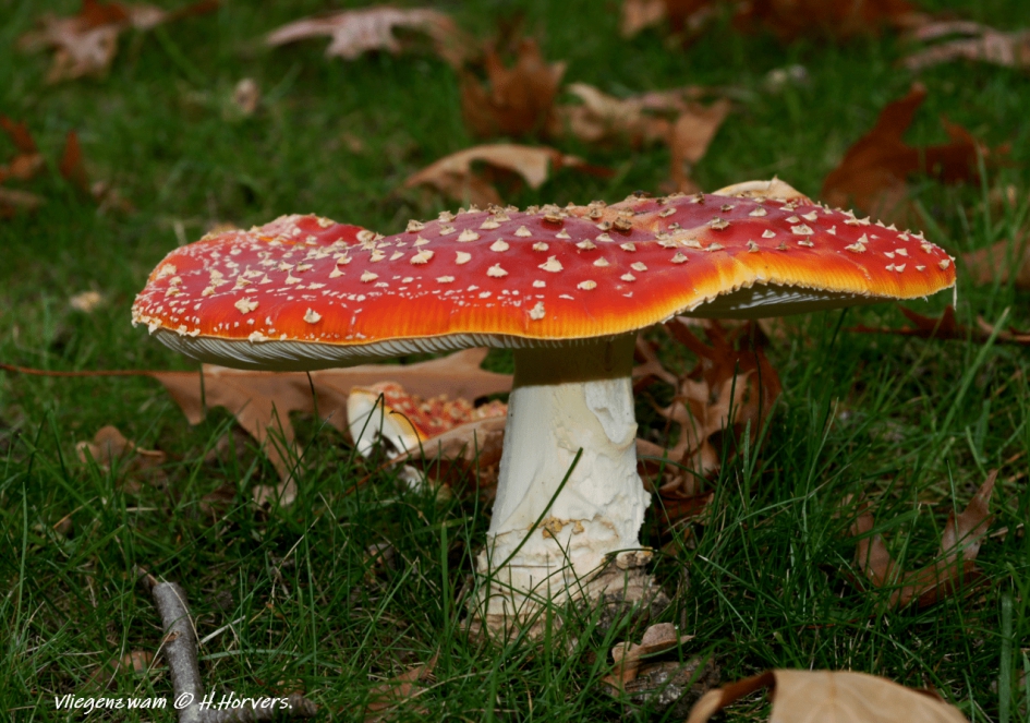 Vliegenzwam - Schimmels - Vliegenzwam