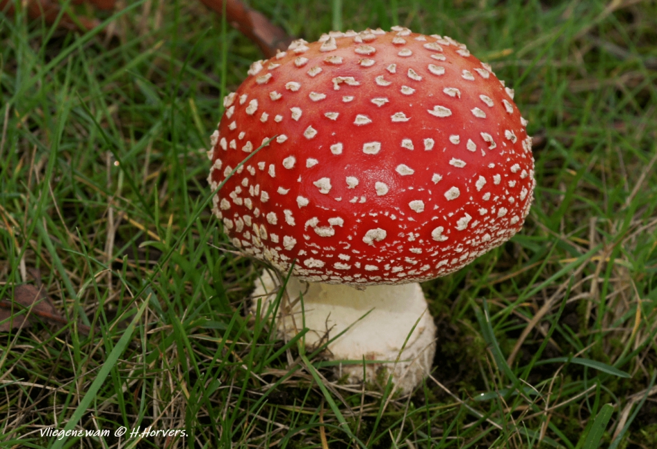 Vliegenzwam. - Schimmels - Vliegenzwam.