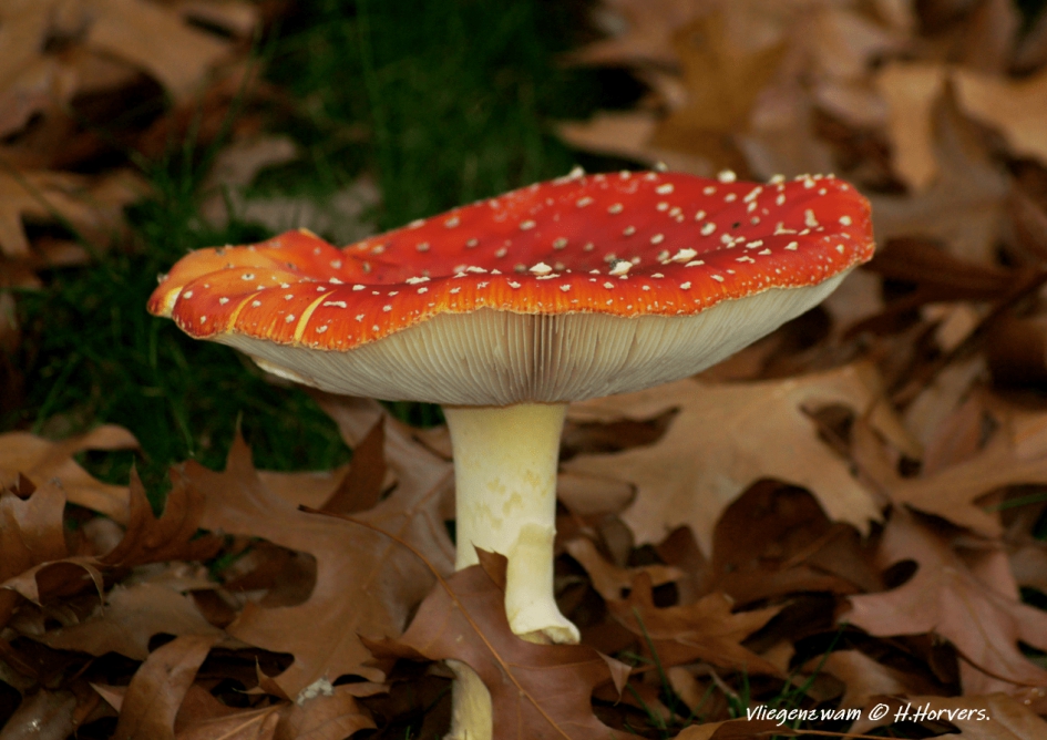 Vliegenzwam. - Schimmels - Vliegenzwam.