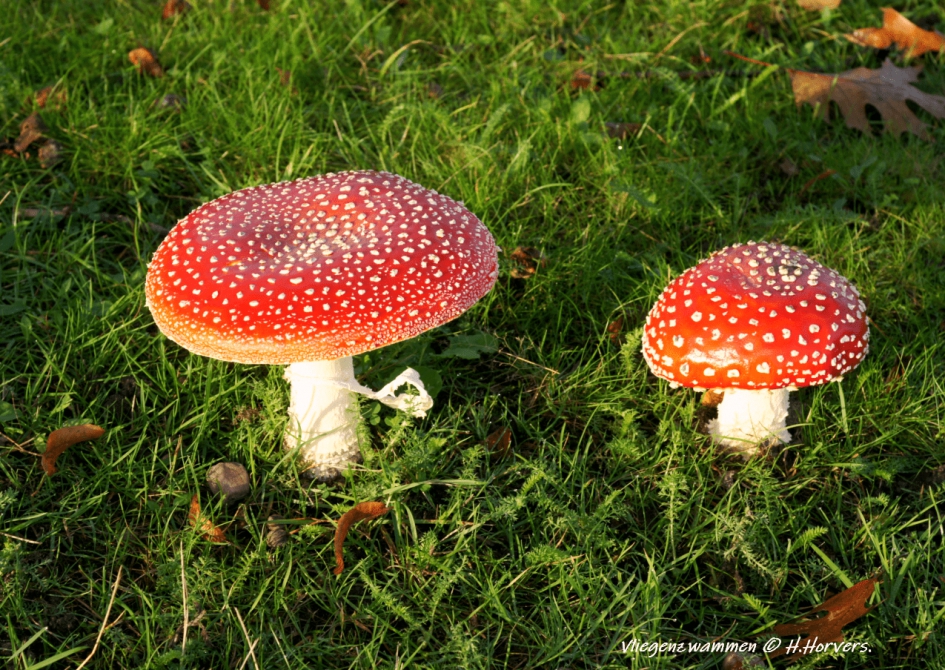 Vliegenzwammen - Schimmels - Vliegenzwammen