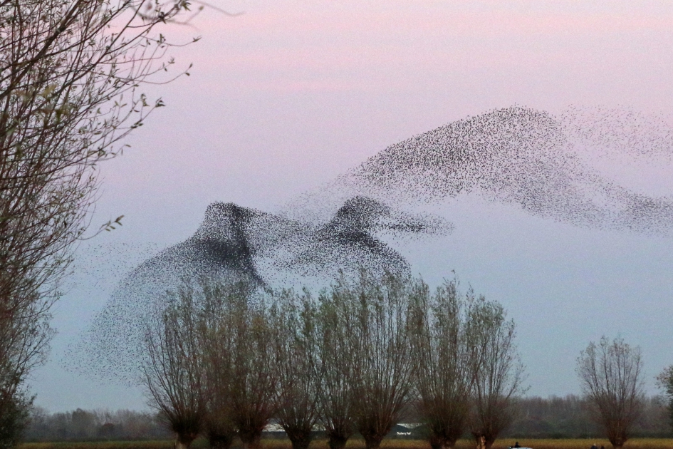 Vreemde vogels - Vogels - 