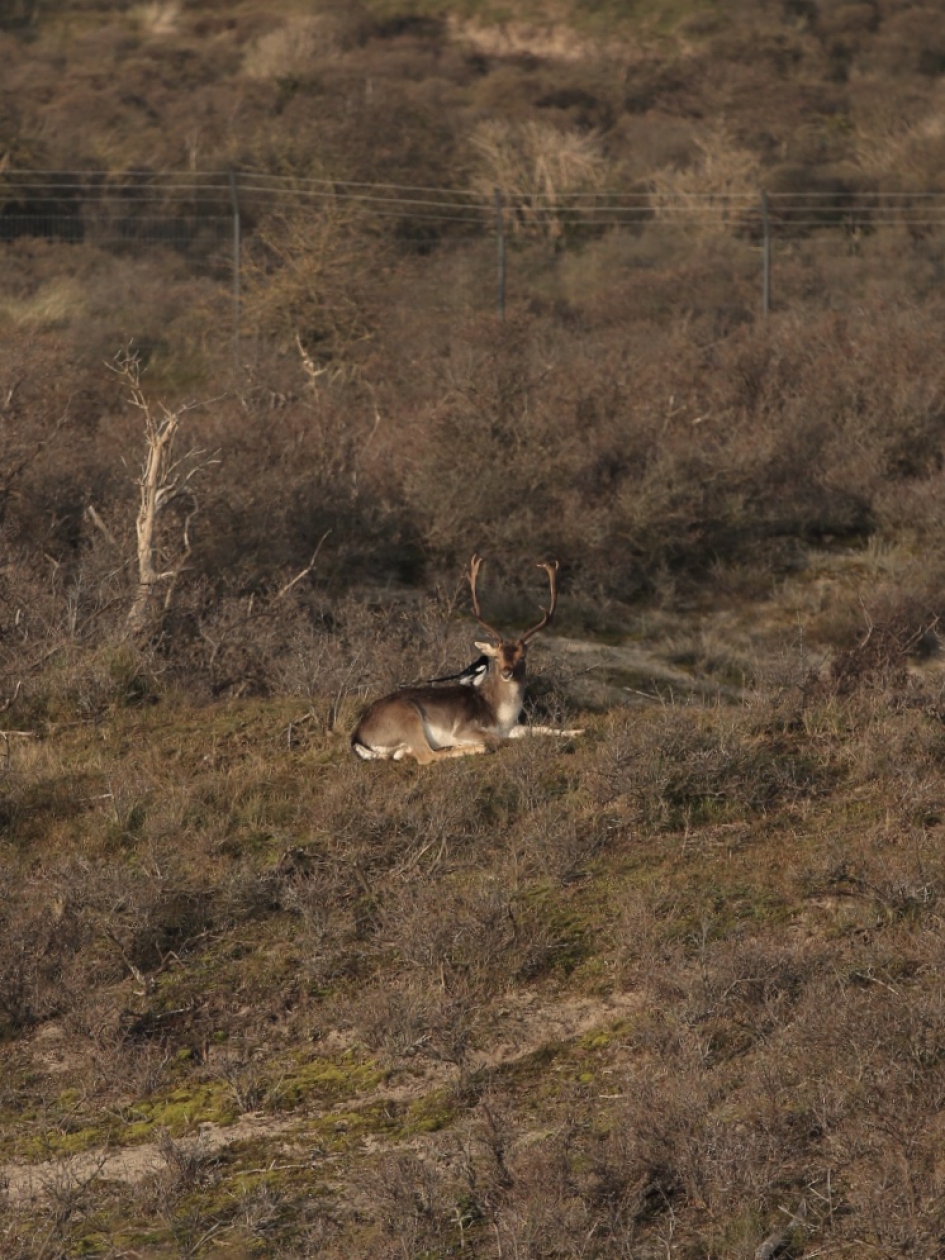 Vriendschap tussen ekster en hert - Zoogdieren - 