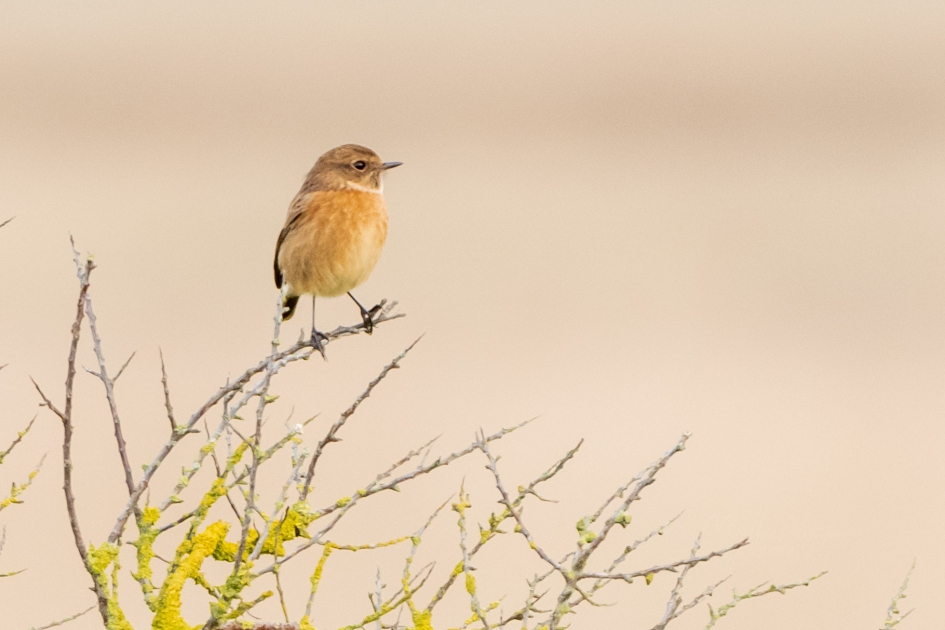 Vrouwtje Roodborsttapuit - Vogels - Roodborsttapuit