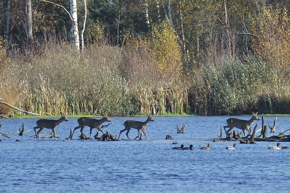 Wadend door het ven - Zoogdieren - Ree