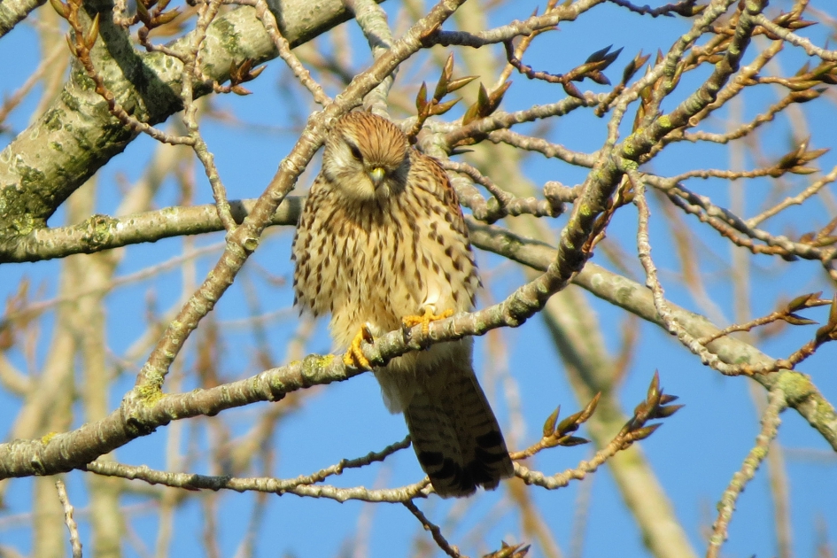 Wat doe je daar? - Vogels - Torenvalk