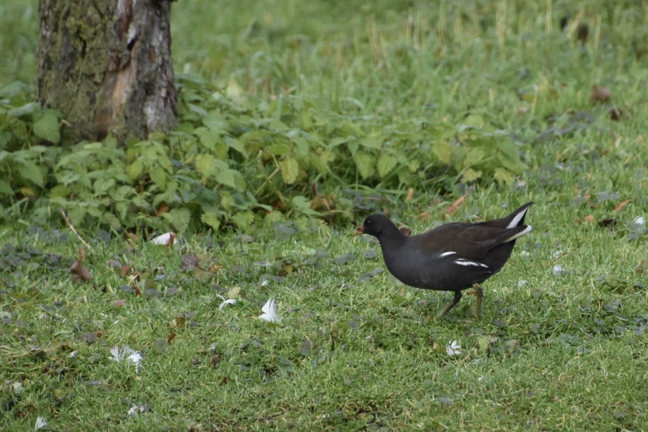 Waterhoen - Vogels - 