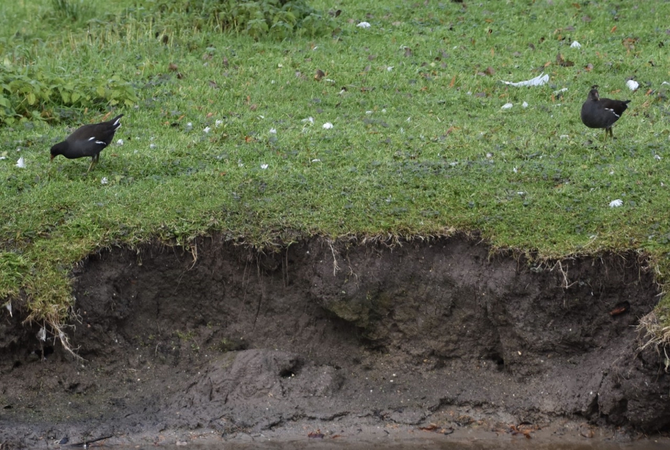 Waterhoentjes - Vogels - 