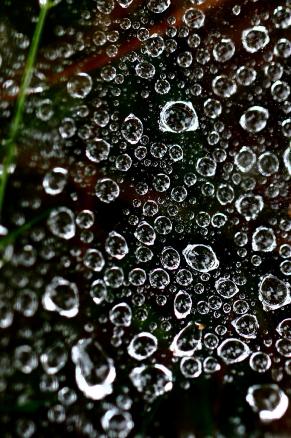 webdruppels - Weer en landschap - 