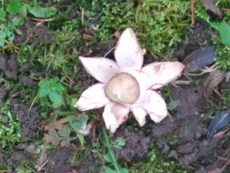 welke paddestoel is dit - Schimmels - Gekraagde Aardster