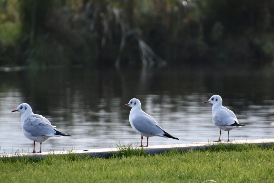 Wie van de drie? - Vogels - 