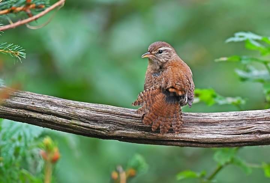 Winterkoning - Vogels - Winterkoning