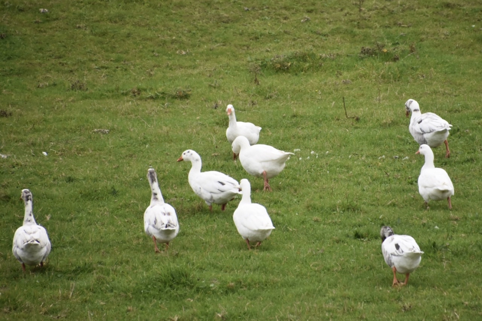 Witte ganzen - Vogels - 