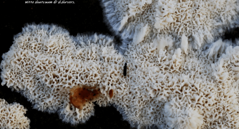 Witte Houtzwam - Schimmels - Witte Houtzwam